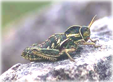 Insetti endemici italiani: Pamphagus ortolaniae e marmoratus